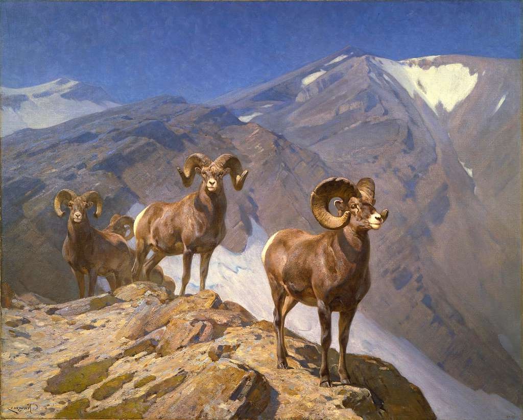 Oil painting of three Big Horn Sheep on a rocky mountain ledge with snow-capped peaks in the background.