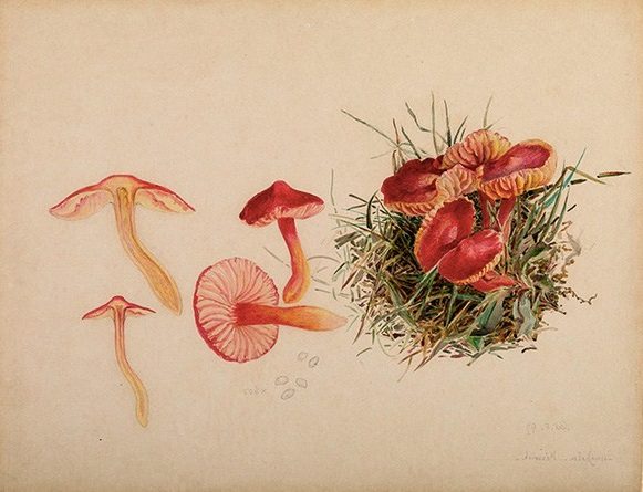 Reproductive System of Hygrocybe coccinea (1897) showcases her remarkable scientific precision and artistic skill in mycological illustration.